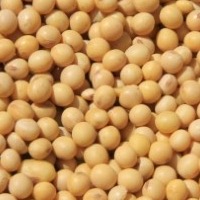 SOJA EM GRAO 100g